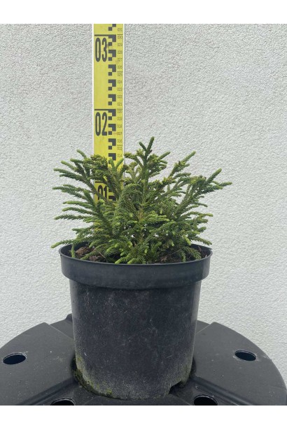 Криптомерія Літл Чемпіон - 3л/вис.15-20см/Ø20-30см